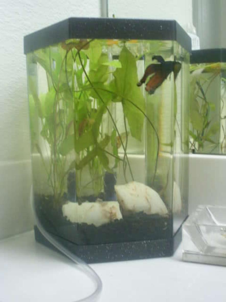 Rated #235: 50 Gallons Planted Tank - Mr. Fish's 6.2 Liter Hex tank.  I recently bought him 2 girlfriends.