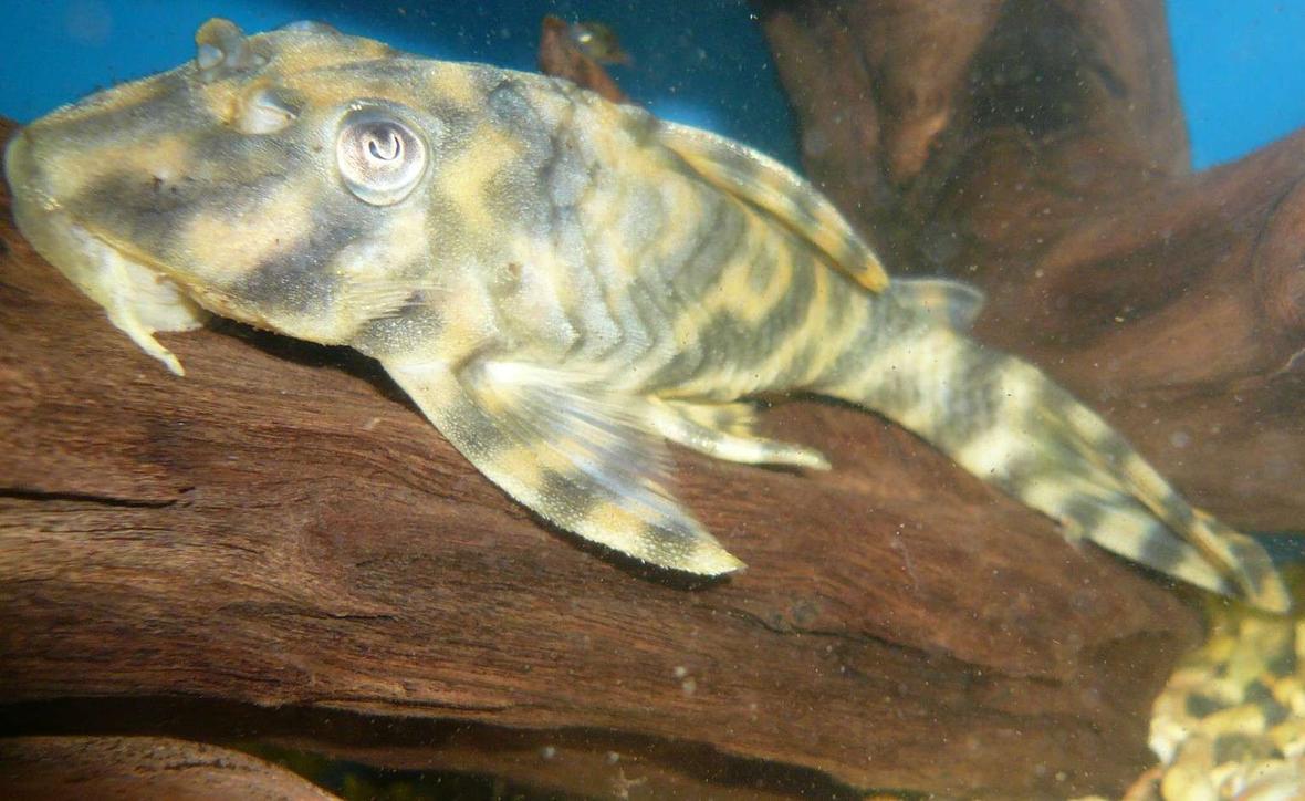 freshwater fish - peckoltia vittata - candy stripe pleco (l015) - L015 Xingu Vittata Plec