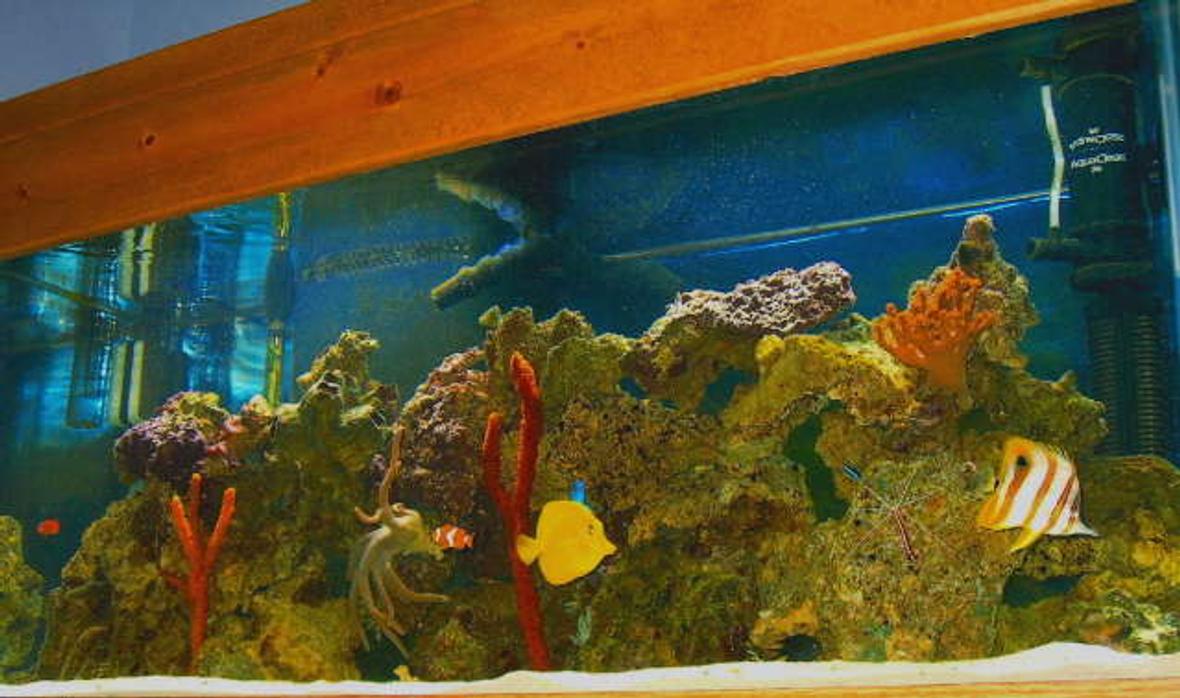 75 gallons saltwater fish tank (mostly fish, little/no live coral) - 75 gallon tank 6 months old