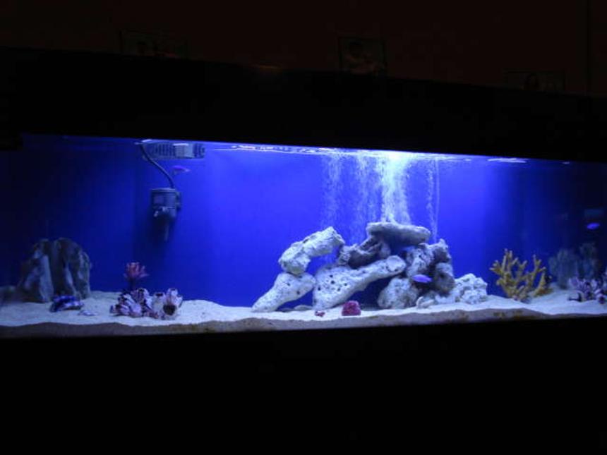 Rated #62: 125 Gallons Saltwater Fish Tank - 125 yr old building up to reef .