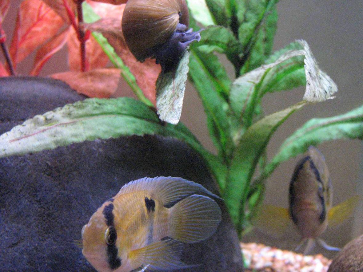 freshwater fish - cleithracara maronii - keyhole cichlid stocking in 50 gallons tank - Keyhole Cichlid Pair Snail