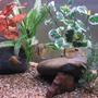 freshwater fish - cleithracara maronii - keyhole cichlid stocking in 50 gallons tank - Keyhole Cichlid Pair Black Widow Tetras Harlequin Rasboras Snail
