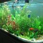 75 gallons planted tank (mostly live plants and fish) - my u tank