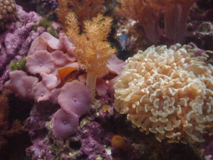 corals inverts - euphyllia paranchora - hammer / anchor coral, branching stocking in 120 gallons tank - Mushroom and Hammer