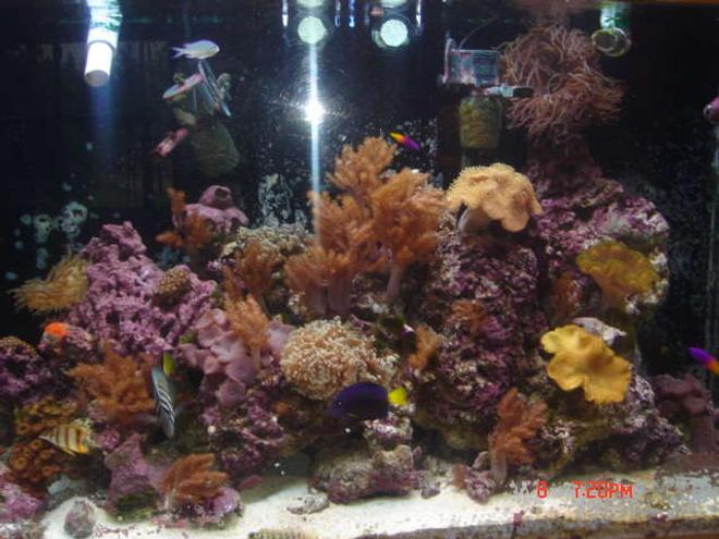 120 gallons reef tank (mostly live coral and fish) - Full Close