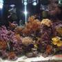 120 gallons reef tank (mostly live coral and fish) - Full Close