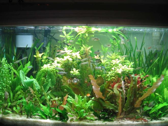 85 gallons planted tank (mostly live plants and fish) - my 40 gallons tank