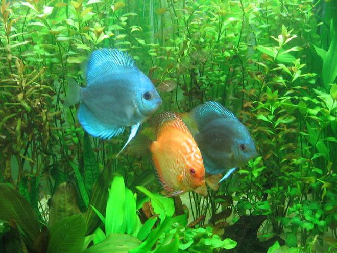 freshwater fish - symphysodon spp. - neon blue discus stocking in 85 gallons tank - my discus2