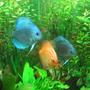 freshwater fish - symphysodon spp. - neon blue discus stocking in 85 gallons tank - my discus2