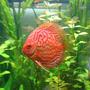 freshwater fish - symphysodon spp. - snakeskin discus stocking in 85 gallons tank - my discus 3