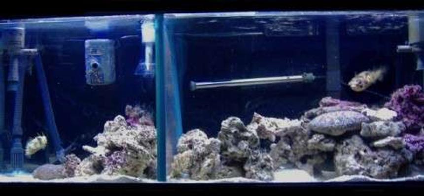 Rated #63: 55 Gallons Saltwater Fish Tank - 55g    puffers