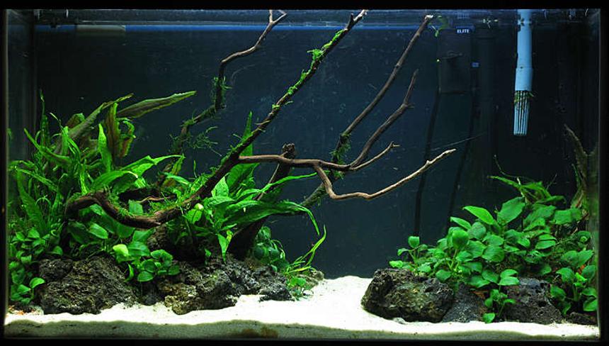 Rated #37: 60 Gallons Planted Tank - 29g Low light Tank

Java fern,
Crypts,
Anubias,
Moss,
...

3 Apistogramma bitaeniata
1 otto