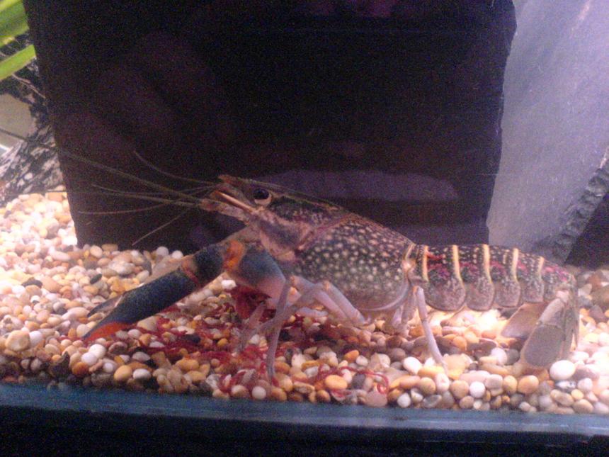 Rated #69: Corals Inverts - Parastacoidea Sp. - Crayfish Stocking In 24 Gallons Tank - my red claw crayfish will grow to a wopping 40 cm i think ill need a bigger tank! (wat an excuse :D)