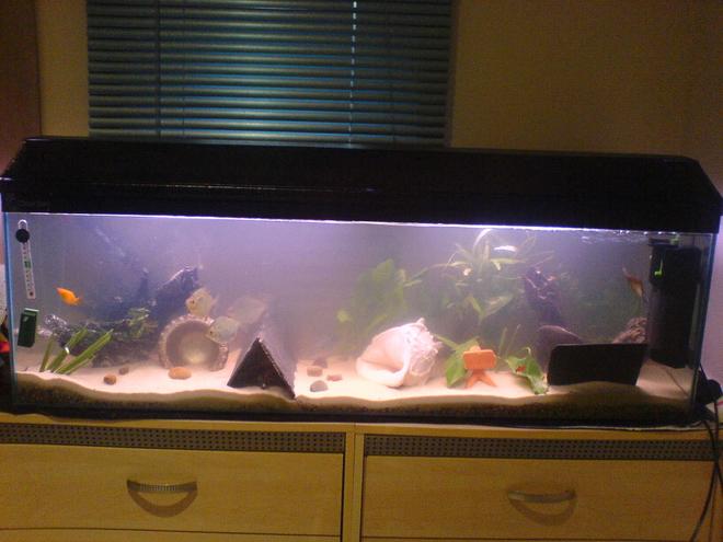 24 gallons freshwater fish tank (mostly fish and non-living decorations) - 4 ft tank 120 litres gravel then play sand sediment ready for a fire eel soon!!!! :D mostly real plants with exeption of 2 fake ones, 3 big silver dollars, red claw crayfish, 2 blue gourami, 2 dwarf gourami, big angelfish, 2 plec's, female gold molly, lonely guppy and 2 placy's (babys)