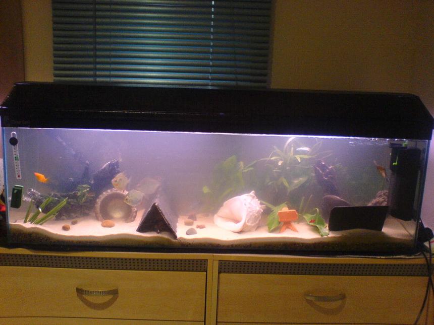 Rated #541: 24 Gallons Freshwater Fish Tank - 4 ft tank 120 litres gravel then play sand sediment ready for a fire eel soon!!!! :D mostly real plants with exeption of 2 fake ones, 3 big silver dollars, red claw crayfish, 2 blue gourami, 2 dwarf gourami, big angelfish, 2 plec's, female gold molly, lonely guppy and 2 placy's (babys)