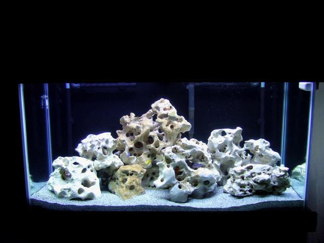 90 gallons freshwater fish tank (mostly fish and non-living decorations) - 90 Gallon Mbuna