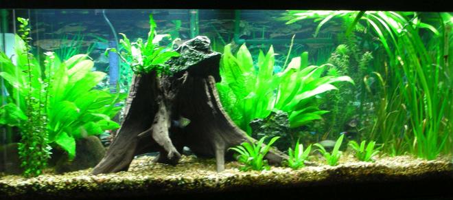 75 gallons planted tank (mostly live plants and fish) - 75gl all plants are real