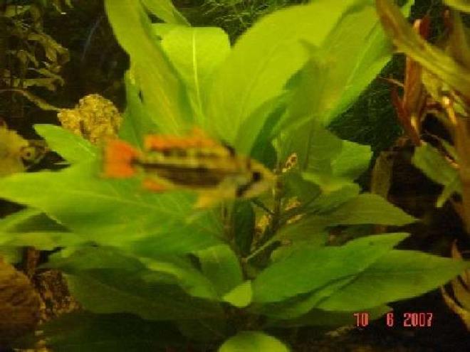 freshwater fish - apistogramma cacatuoides - orange cockatoo cichlid stocking in 240 gallons tank - Cockatoo Cichlid