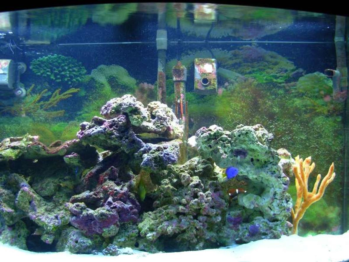 46 gallons saltwater fish tank (mostly fish, little/no live coral) - Six months ago
