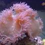 corals inverts - catalaphyllia jardinei - elegance coral stocking in 55 gallons tank - elegance coral
