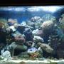 fish tank picture - Full Tank View