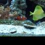 65 gallons saltwater fish tank (mostly fish, little/no live coral) - Yellow Tang and Juv Red Coris Wrasse
