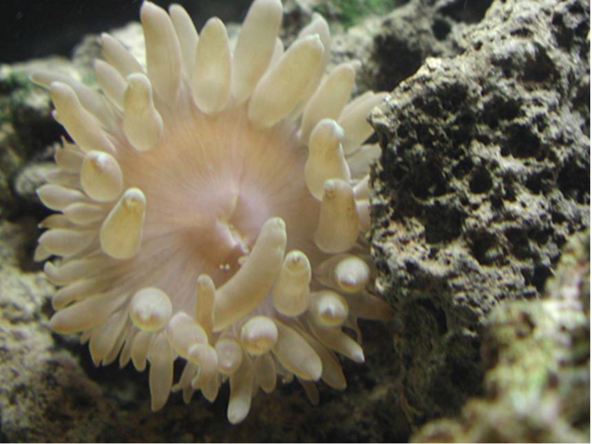 Rated #494: Corals Inverts - Heteractis Crispa - Sebae Anemone Stocking In 20 Gallons Tank - My pink tipped anemone, he seems happy in this pic.