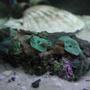 corals inverts - actinodiscus sp. - green fluorescent mushroom stocking in 20 gallons tank - My happy new Metallic Green Mushroom Corals. There are 7 good sized polyps on this rock.