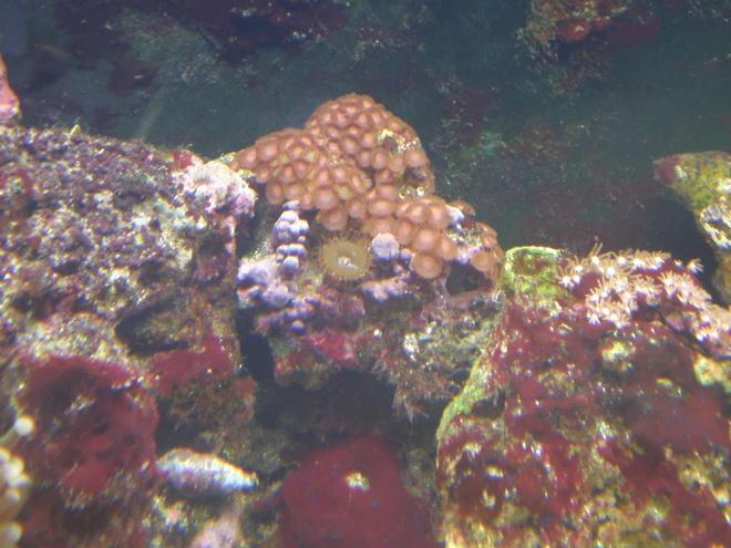 corals inverts - zoanthus sp. - flame polyps stocking in 24 gallons tank - My red zoa's w/ my starbusrt
