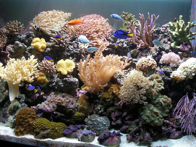 110 gallons reef tank (mostly live coral and fish) - jeffs reef tank 11 06