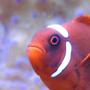 saltwater fish - premnas biaculeatus - maroon clownfish stocking in 65 gallons tank - Maroon Clown Hosting in T. Gigas Clam