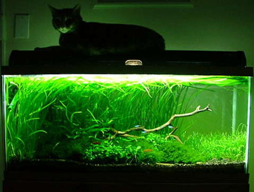 Rated #26: 30 Gallons Planted Tank - 30gal planted tank