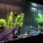 55 gallons freshwater fish tank (mostly fish and non-living decorations) - before the fish