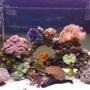 55 gallons reef tank (mostly live coral and fish) - Reef tank after 8 months