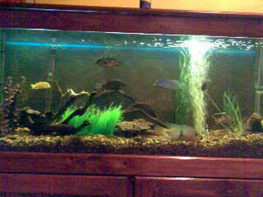 Rated #417: 70 Gallons Freshwater Fish Tank - Creekish Feel