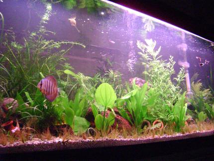 100 gallons planted tank (mostly live plants and fish) - my fish tank