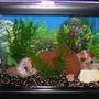 60 gallons freshwater fish tank (mostly fish and non-living decorations) - my 60 gal tank
