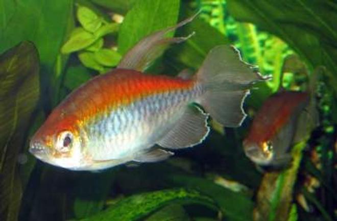 freshwater fish - phenacogrammus interruptus - congo tetra stocking in 75 gallons tank - Congo Tetras