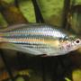 freshwater fish - melanotaenia solata - rainbowfish stocking in 75 gallons tank - Melanotaenia Solata
