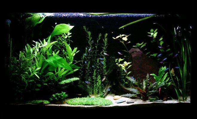 33 gallons planted tank (mostly live plants and fish) - 'The Clearing'
33G Hi-Tec Planted Tank