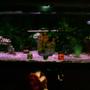 55 gallons freshwater fish tank (mostly fish and non-living decorations) - my aquarium