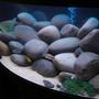 76 gallons freshwater fish tank (mostly fish and non-living decorations) - Side view of Rena Panorama 120 bowfront
