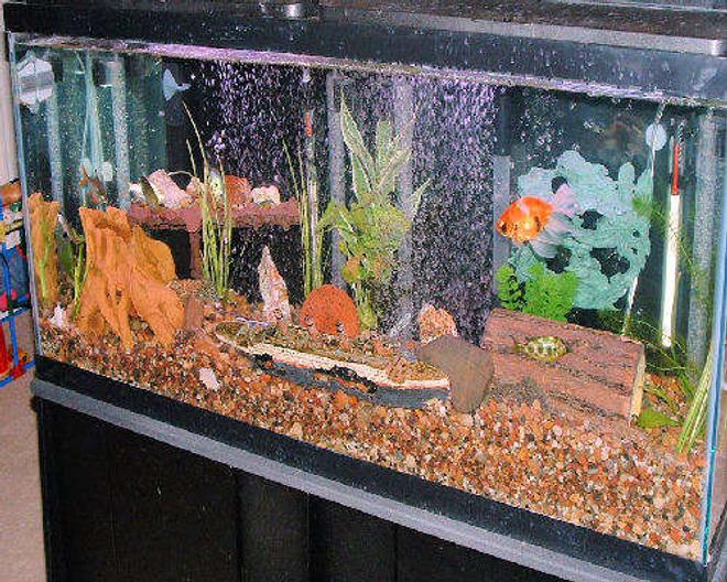 freshwater fish - carassius auratus - goldfish stocking in 55 gallons tank - My tank