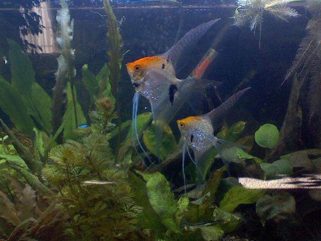 freshwater fish - pterophyllum sp. - koi angel stocking in 60 gallons tank - my angle fish
