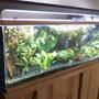 60 gallons planted tank (mostly live plants and fish) - my 60 gal