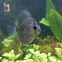 freshwater fish - symphysodon aequifasciata stocking in 60 gallons tank - one discus