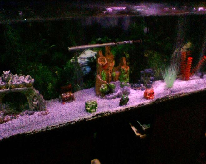 55 gallons freshwater fish tank (mostly fish and non-living decorations) - side view