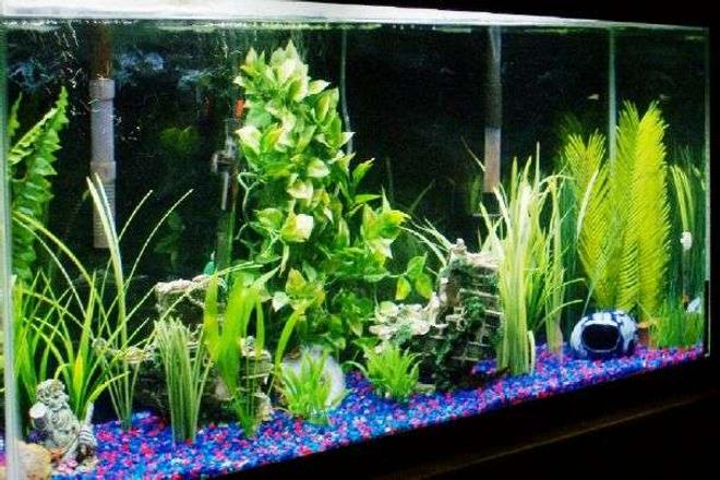 55 gallons freshwater fish tank (mostly fish and non-living decorations) - 55gallon
