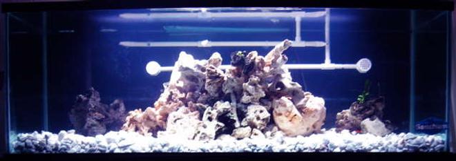 32767 gallons freshwater fish tank (mostly fish and non-living decorations) - 180Gallon Mixed Malawi reef Tank