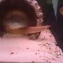 freshwater fish - macrognathus siamensis - peacock eel stocking in 24 gallons tank - my spiny eel 6 incher
